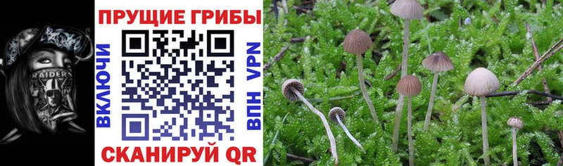 Галлюциногенные грибы Cubensis Черноголовка