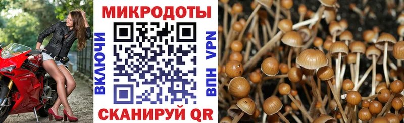 Псилоцибиновые грибы Psilocybine cubensis  Черноголовка 
